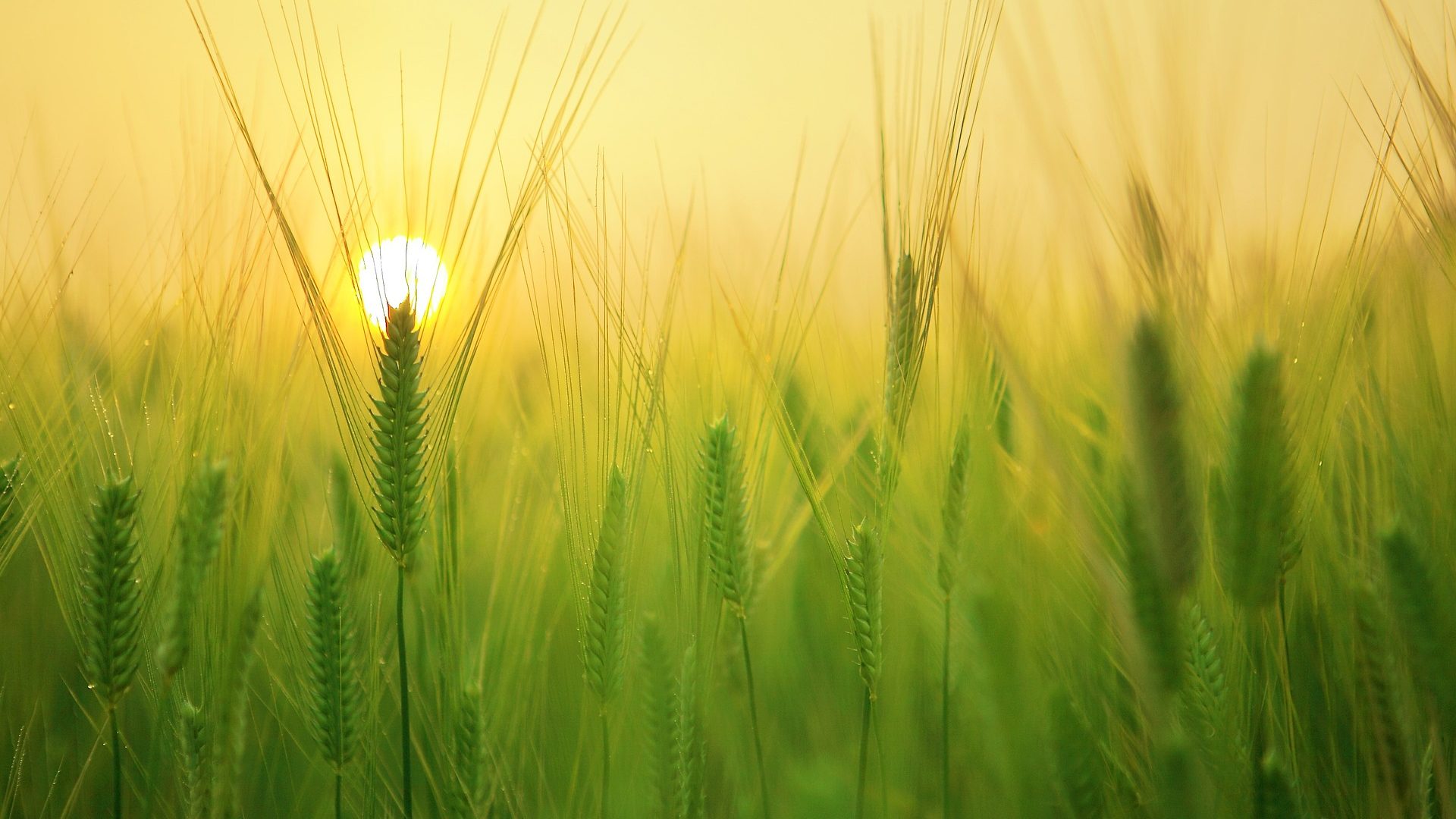 barley-field-1684052_1920